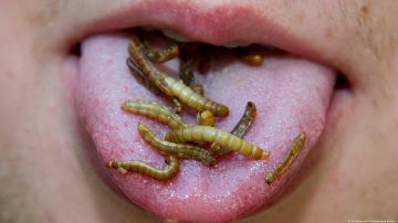 La UE autoriza dos insectos para consumo humano, pero advierten que nadie se verá obligado a comerlos