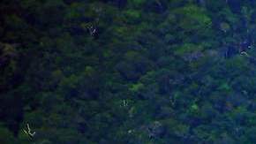 Actividad humana ha degradado casi el 40% de la selva amazónica