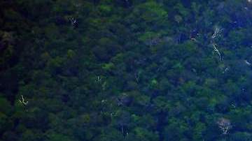 Actividad humana ha degradado casi el 40% de la selva amazónica