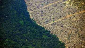 Actividad humana ha degradado casi el 40% de la selva amazónica