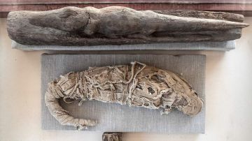 Cocodrilos momificados emergen de tumba egipcia