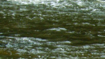 Comer un pescado de ríos y lagos de EE.UU. equivale a beber agua contaminada por 30 días