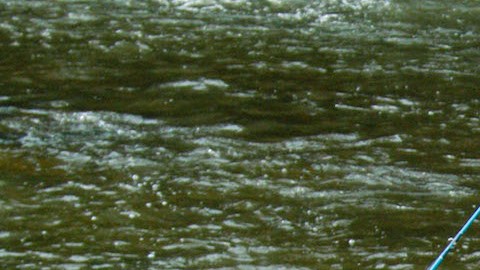 Comer un pescado de ríos y lagos de EE.UU. equivale a beber agua contaminada por 30 días