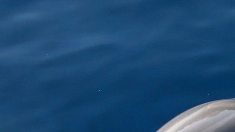 Contaminación acústica generada por el hombre obliga a los delfines a "gritan" para hacerse oír
