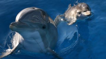 Contaminación acústica generada por el hombre obliga a los delfines a "gritan" para hacerse oír