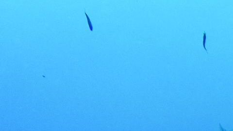 Descubren un pez con pinta de unicornio en las oscuras aguas de una cueva en China