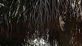 Tiroteo masivo en Florida deja al menos 10 personas heridas