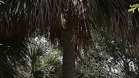 Tiroteo masivo en Florida deja al menos 10 personas heridas