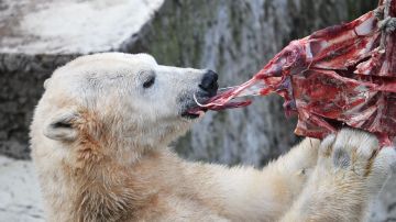 Oso polar mata a su mujer y a su hijo de 1 año tras causar alboroto en un remoto pueblo de Alaska