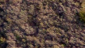 Imagen del PCH, carretera de California en la que se produjo el incidente.