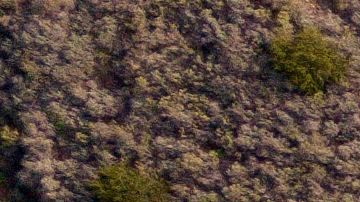 Imagen del PCH, carretera de California en la que se produjo el incidente.
