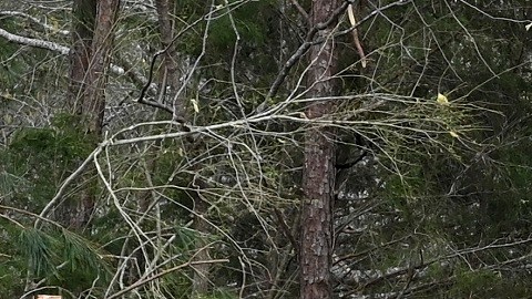 El estado de Alabama es afectado regularmente por tornados.