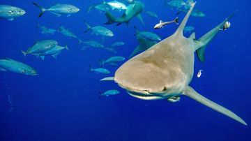 Hombre es decapitado por gran tiburón blanco de 19 pies en México mientras pescaba