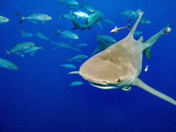 Hombre es decapitado por gran tiburón blanco de 19 pies en México mientras pescaba