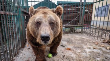 El oso que no podía dejar de tomarse selfies en Colorado
