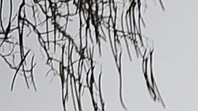 Héroe que salvó a más de 20 personas en NY de una tormenta de nieve mortal recibió boletos para el Super Bowl