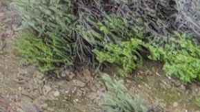 TOPSHOT - This aerial view shows two cars siting in a large sinkhole that opened during a day of relentless rain, January 10, 2023 in the Chatsworth neighborhood of Los Angeles, California. - A massive storm has arrived and is expected to cause widespread flooding throughout the state. (Photo by Robyn BECK / AFP) (Photo by ROBYN BECK/AFP via Getty Images)