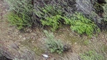 TOPSHOT - This aerial view shows two cars siting in a large sinkhole that opened during a day of relentless rain, January 10, 2023 in the Chatsworth neighborhood of Los Angeles, California. - A massive storm has arrived and is expected to cause widespread flooding throughout the state. (Photo by Robyn BECK / AFP) (Photo by ROBYN BECK/AFP via Getty Images)