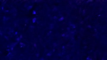 El tiroteo ocurrió en un local en Monterey Park, en Los Ángeles.