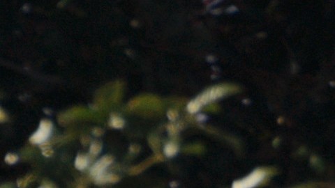 Tras mortal tiroteo en Monterey Park, policía dice que hospital que trata a las víctimas recibió amenazas