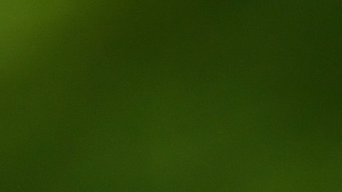 Usain Bolt perdió millones de dólares.