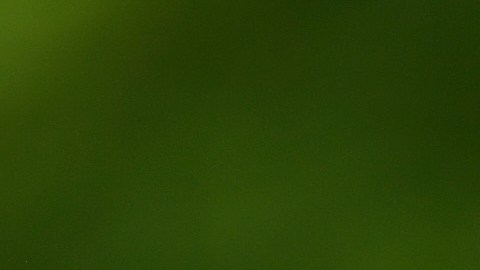 Usain Bolt perdió alrededor de 10 millones de dólares.