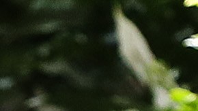 Novak Djokovic en la final de Torneo Adelaida 2023.