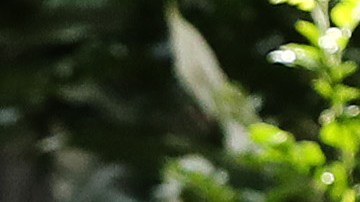 Novak Djokovic en la final de Torneo Adelaida 2023.