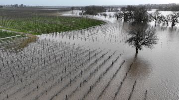 SANTA ROSA, CALIFORNIA - JANUARY 09: In an aerial view, water floods a vineyard on January 09, 2023 in Santa Rosa, California. The San Francisco Bay Area and much of Northern California continues to get drenched by powerful atmospheric river events that have brought high winds and flooding rains. The storms have toppled trees, flooded roads and cut power to tens of thousands. Storms are lined up over the Pacific Ocean and are expected to bring more rain and wind through the end of the week. (Photo by Justin Sullivan/Getty Images)