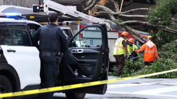 SAN FRANCISCO, CALIFORNIA - JANUARY 10: San Francisco Department of Public Works workers cut up a tree that fell on a SF MUNI bus after a storm passed through the area on January 10, 2023 in San Francisco, California. The San Francisco Bay Area and much of California continues to get drenched by powerful atmospheric river events that have brought high winds and flooding rains. The storms have toppled trees, flooded roads and cut power to tens of thousands. Storms are lined up over the Pacific Ocean and are expected to bring more rain and wind through the end of the week. (Photo by Justin Sullivan/Getty Images)