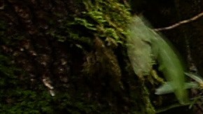 ROSS, CALIFORNIA - JANUARY 12: Ross Creek flows through Natalie Coffin Greene Park after a series of atmospheric river events drenched Northern California on January 12, 2023 in Ross, California. As several atmospheric river events bring record rainfall to California, reservoirs across state are seeing their levels rise following several years of extreme drought. Marin County's seven reservoirs are now at 100 percent capacity and other major reservoirs in the state are closing in on historic averages. (Photo by Justin Sullivan/Getty Images)