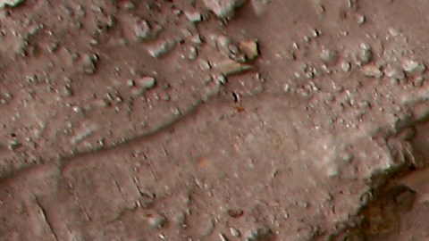 Extraña criatura habría usado el tridente de su cabeza para competir por las hembras hace 400 millones de años