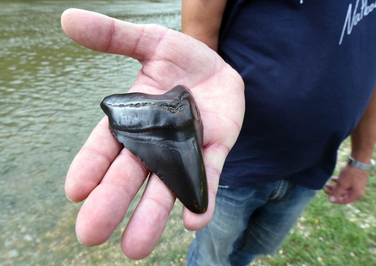 Maryland girl finds ancient 50-foot megalodon tooth that lived 23 million years ago
