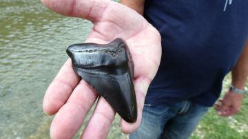 Niña de Maryland encuentra diente antiguo megalodón de 50 pies que vivió hace 23 millones de años