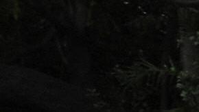 Investigan tres muertes relacionadas con acciones de oficiales de policía de Los Ángeles.