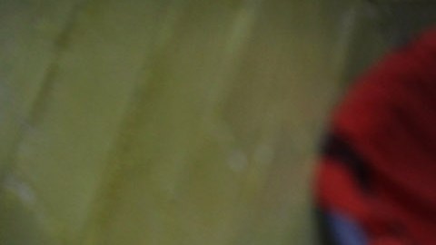 Gobierno de Bolivia contrata a una "comunicadora interespecies" para encontrar a gato