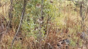 Guardia Nacional de México