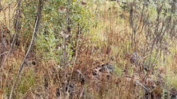 Guardia Nacional de México