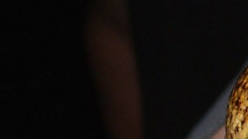 Hallan a Toadzilla en Australia, podría ser el sapo más grande del mundo