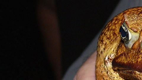 Hallan a Toadzilla en Australia, podría ser el sapo más grande del mundo