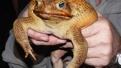 Hallan a Toadzilla en Australia, podría ser el sapo más grande del mundo