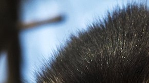 Herramientas que se creía fueron creadas por antiguos humanos, en realidad fueron hechas por monos