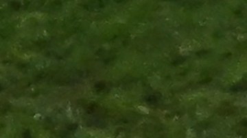 Hervé Renard, DT de Arabia Saudita en el Mundial Qatar 2022.