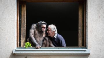Humanos y simios salvajes comparten un lenguaje común