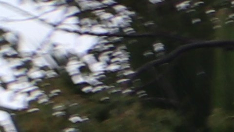 Celebran en Long Beach el natalicio de MLK.