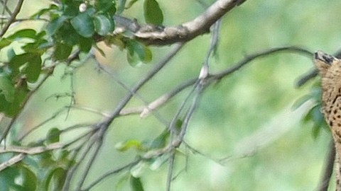 India busca reinsertar a los chitas en su territorio, compra 100 especímenes a Sudáfrica