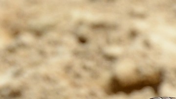 Isla australiana está infestada de serpientes mutantes que devoran a las aves