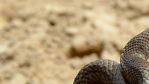 Isla australiana está infestada de serpientes mutantes que devoran a las aves
