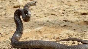 Isla australiana está infestada de serpientes mutantes que devoran a las aves