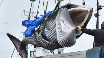 Japón instala máquinas expendedoras de carne de ballena tras años de polémica